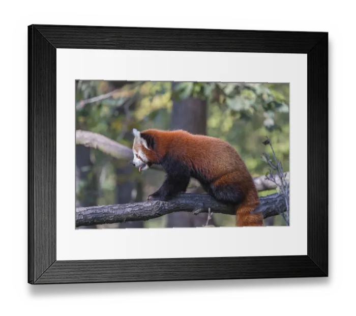 Framed Print : One red panda, Ailurus fulgens Framed Print : One red panda, Ailurus fulgens