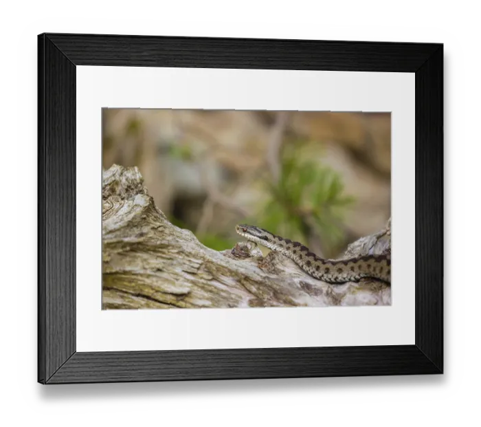 Framed Print : One Vipera berus, the common European adder or common European viper Framed Print : One Vipera berus, the common European adder or common European viper