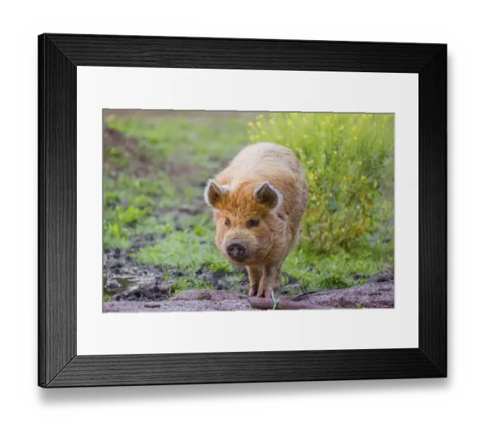 Framed Print : Kunekune pig, sus scrofa domesticus Framed Print : Kunekune pig, sus scrofa domesticus
