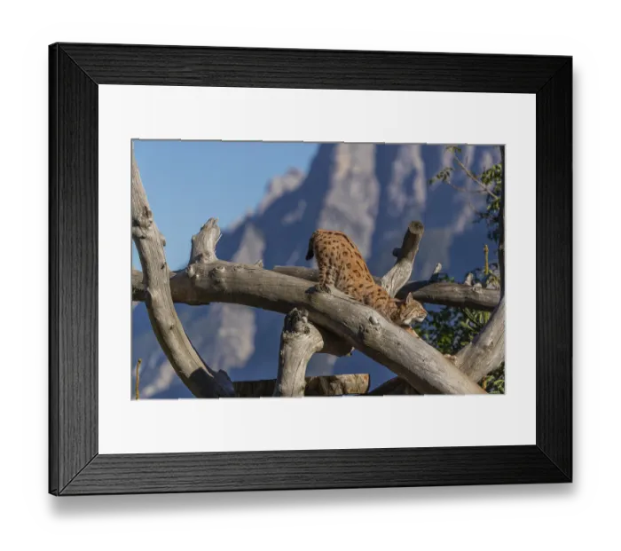Framed Print : One Eurasian lynx, (Lynx lynx)