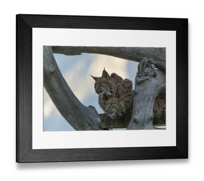 Framed Print : Two Eurasian lynx, (Lynx lynx) Framed Print : Two Eurasian lynx, (Lynx lynx)