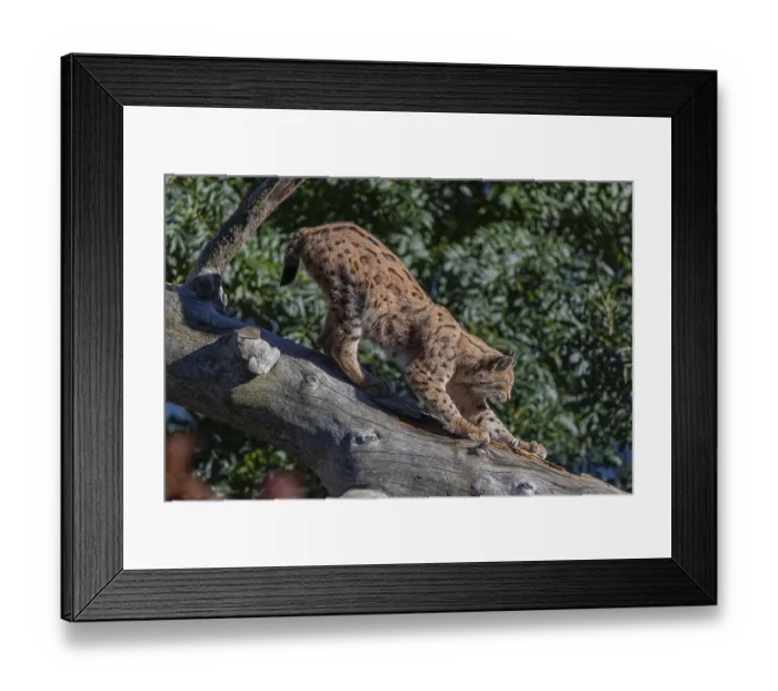 Framed Print : One Eurasian lynx, (Lynx lynx) Framed Print : One Eurasian lynx, (Lynx lynx)