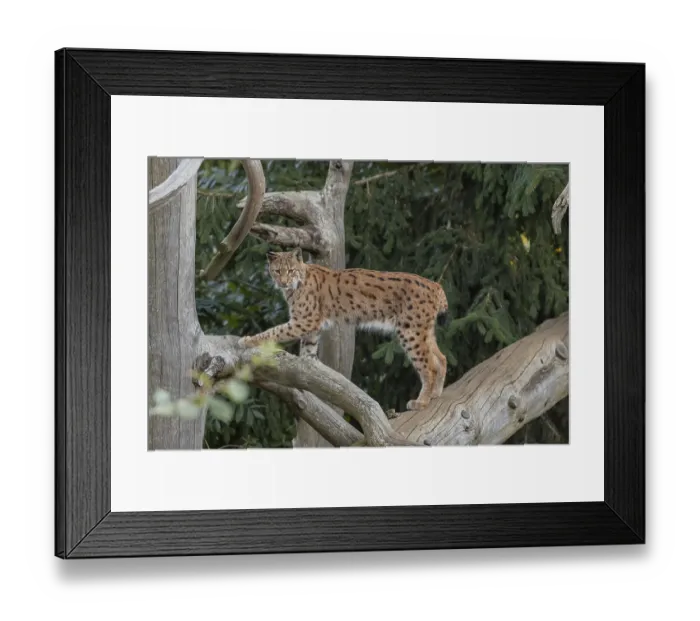 Framed Print : One Eurasian lynx, (Lynx lynx) Framed Print : One Eurasian lynx, (Lynx lynx)