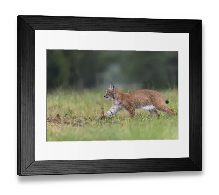 Framed Print : One young Eurasian lynx, (Lynx lynx)