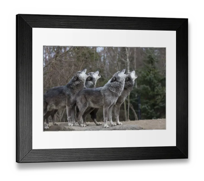 Framed Print : Four Northern Timber wolves (Canis lupus occidentalis) Framed Print : Four Northern Timber wolves (Canis lupus occidentalis)