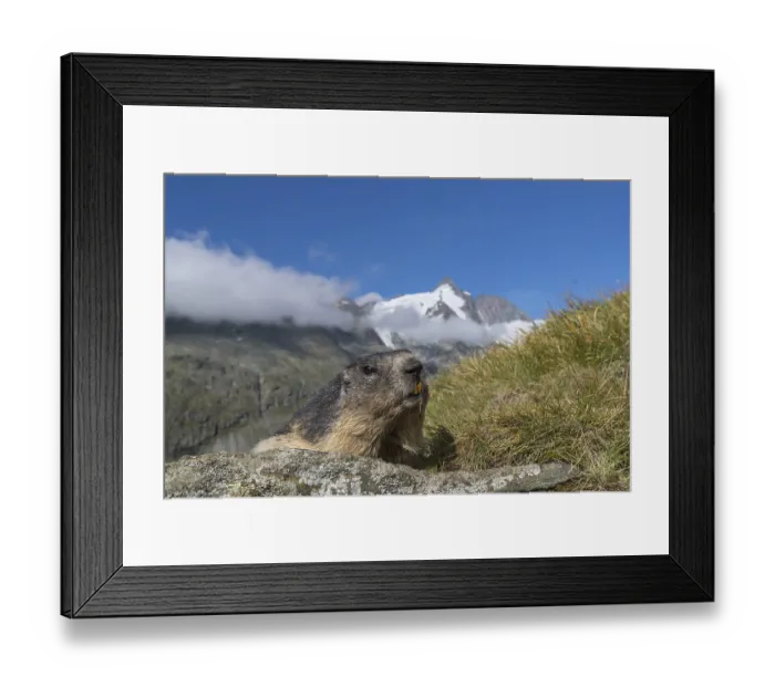 Framed Print : One adult Alpine Marmot, Marmota marmota Framed Print : One adult Alpine Marmot, Marmota marmota