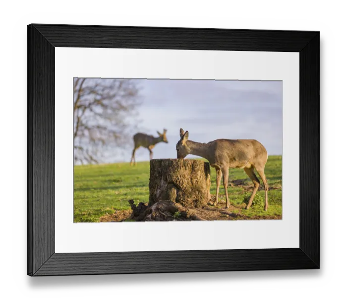 Framed Print : One female Roe Deer, Roe buck (Capreolus capreolus)