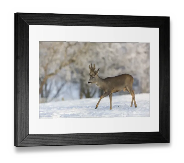 Framed Print : One male Roe Deer, (Capreolus capreolus)