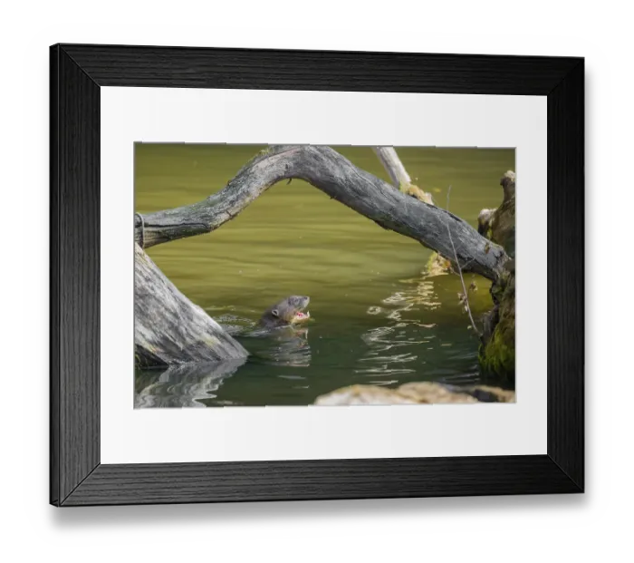 Framed Print : A giant otter or giant river otter (Pteronura brasiliensis) swims in a small river
