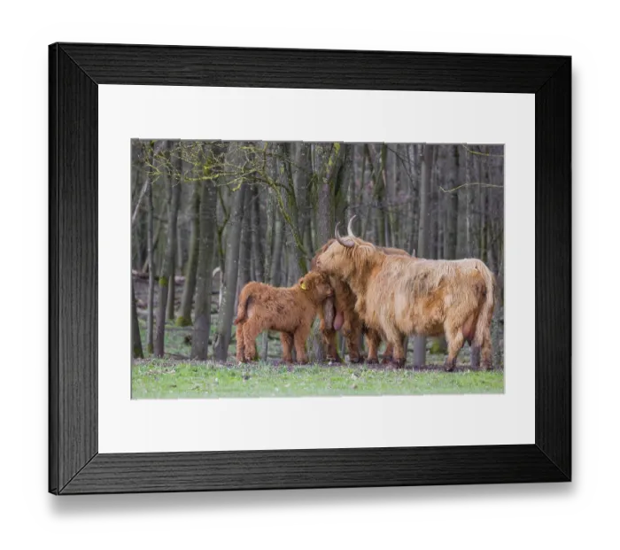 Framed Print : A family of Highlands (Bos (primigenius) Framed Print : A family of Highlands (Bos (primigenius)