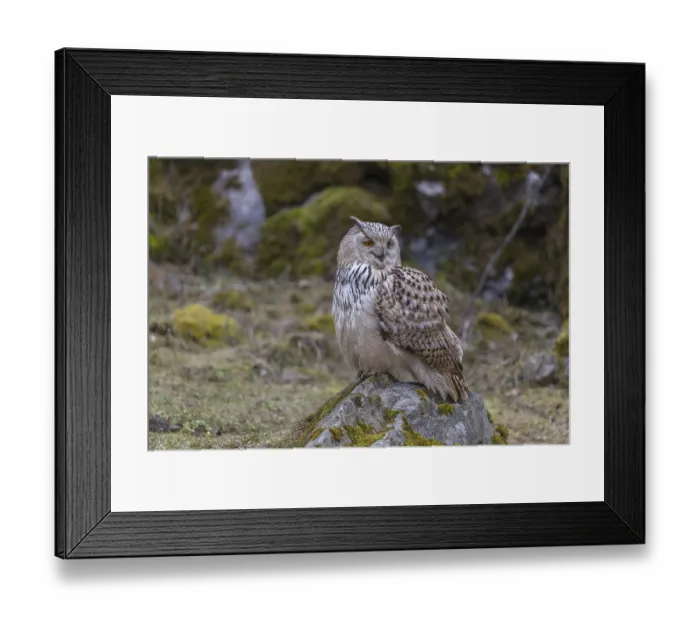 Framed Print : One Siberian Eagle Owl (Bubo bubo sibiricus) sitting on a mossy rock with rocks and grass in the background