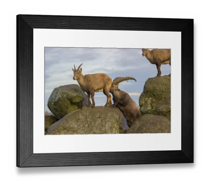 Framed Print : Two ibex (Capra ibex), a male and a female