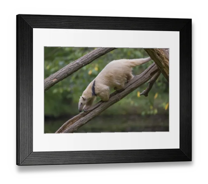 Framed Print : One southern tamandua (Tamandua tetradactyla) Framed Print : One southern tamandua (Tamandua tetradactyla)