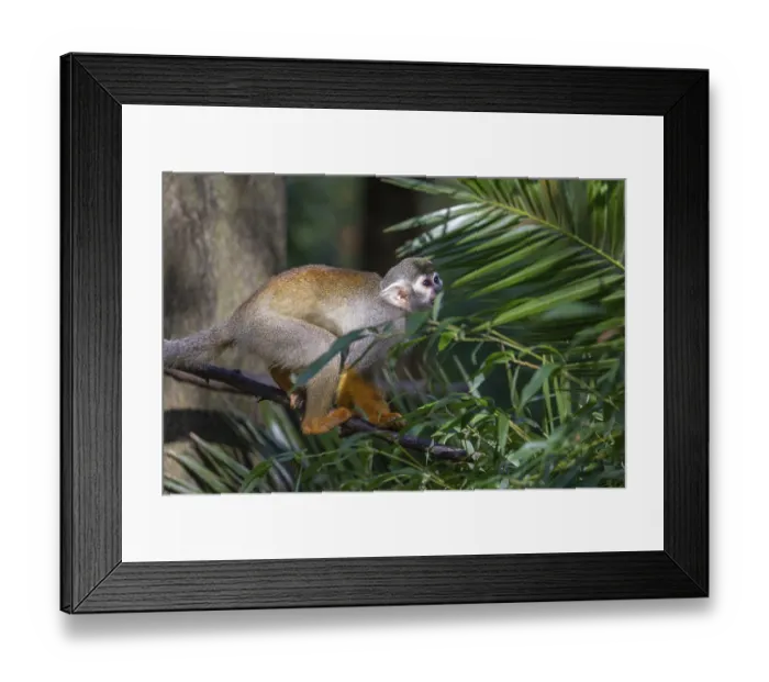 Framed Print : One baby Central American squirrel monkey