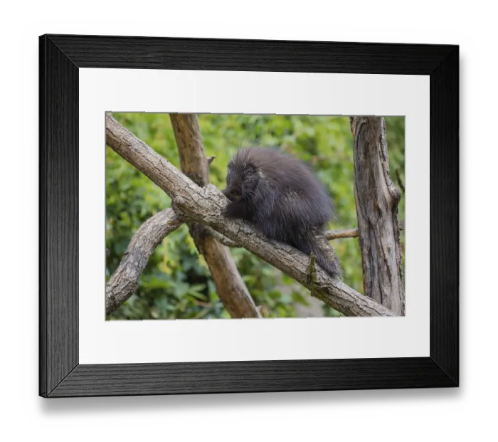 Framed Print : One North American porcupine (Erethizon dorsatum) Framed Print : One North American porcupine (Erethizon dorsatum)