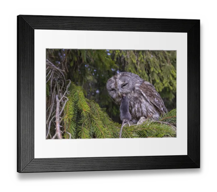 Framed Print : One tawny owl or brown owl (Strix aluco) sitting on a branch of a spruce tree