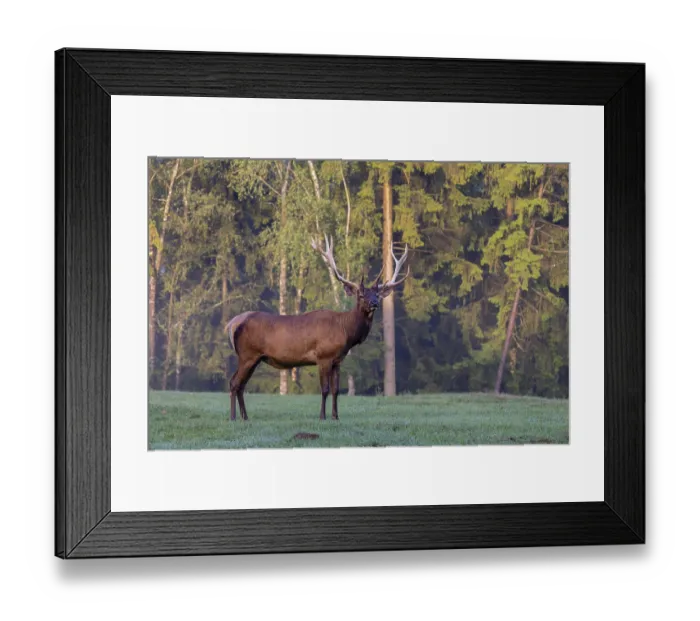 Framed Print : One Wapiti stag, Cervus canadensis Framed Print : One Wapiti stag, Cervus canadensis
