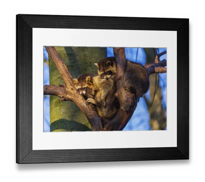 Framed Print : A group of raccoons sitting high in a tree Framed Print : A group of raccoons sitting high in a tree