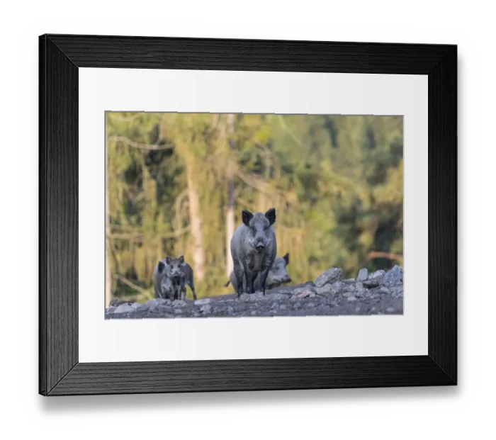 Framed Print : Four adult wild boar or wild pig (Sus scrofa) walking over an opening with a green forest in the background