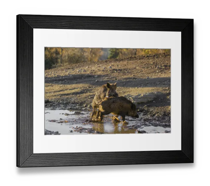 Framed Print : A male wild boar (Sus scrofa) runs after a female to mate