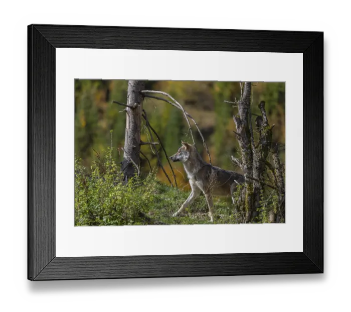 Framed Print : One eurasian gray wolf (Canis lupus lupus)