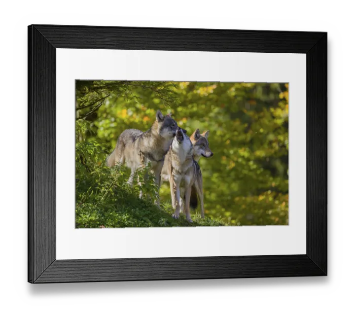 Framed Print : Three eurasian gray wolves (Canis lupus lupus) stand on a hill Framed Print : Three eurasian gray wolves (Canis lupus lupus) stand on a hill