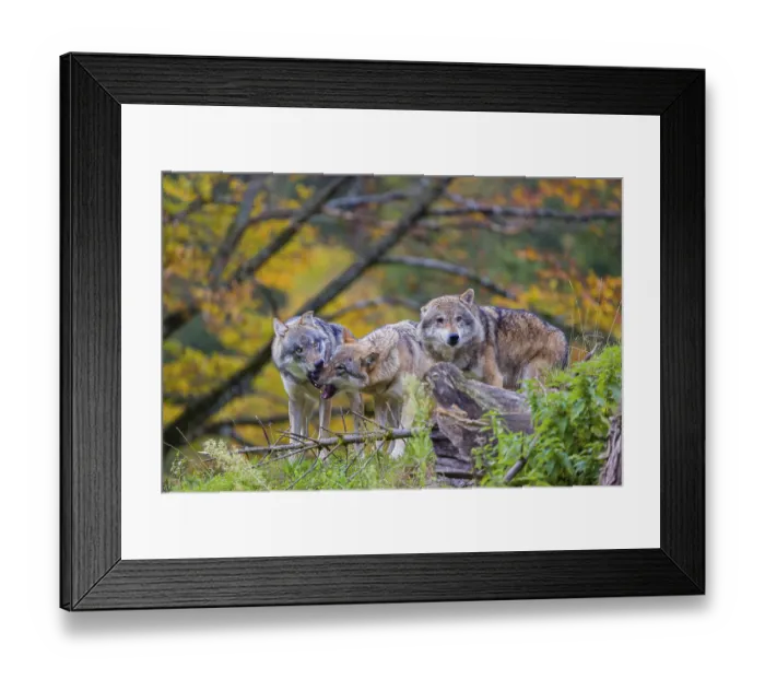 Framed Print : Three eurasian gray wolves (Canis lupus lupus) meet on a hill Framed Print : Three eurasian gray wolves (Canis lupus lupus) meet on a hill