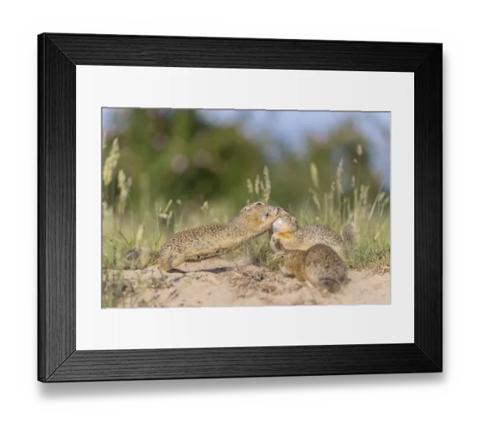 Framed Print : European ground squirrel (Spermophilus citellus) or European souslik sitting on sand and in tall grass feeding on seeds