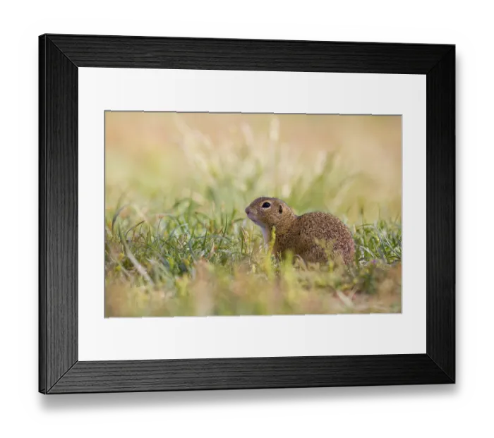 Framed Print : A European ground squirrel (Spermophilus citellus) or European souslik sits in green gras Framed Print : A European ground squirrel (Spermophilus citellus) or European souslik sits in green gras
