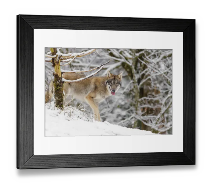 Framed Print : A young grey wolves (Canis lupus lupus) stands on a snow-covered hill on a cold