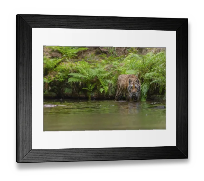 Framed Print : One young female Siberian Tiger Framed Print : One young female Siberian Tiger