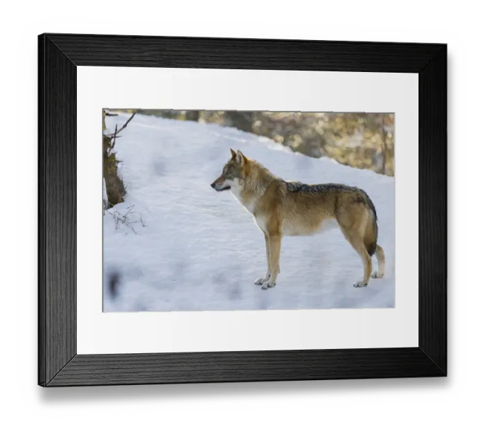 Framed Print : An adult female grey wolf (Canis lupus lupus) stands on a sloping