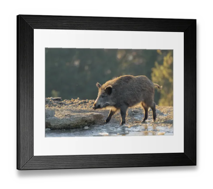 Framed Print : A wild boar (Sus scrofa) drinks water from a small frozen pond with broken ice