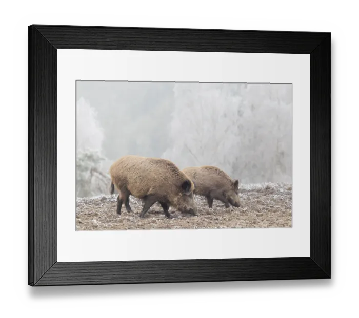 Framed Print : Two wild boars (Sus scrofa) search for food in a frozen field