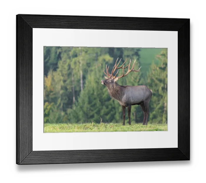 Framed Print : An Altai maral stag (Altai wapiti or Altai moose) (Cervus canadensis sibiricus)