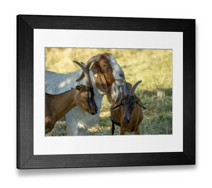 Framed Print : Goats (Capra), Boer goats, goats courting buck with long beard Framed Print : Goats (Capra), Boer goats, goats courting buck with long beard