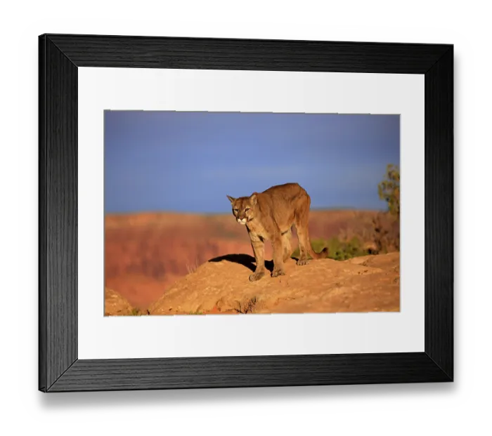 Framed Print : Cougar, Puma or Mountain Lion (Puma concolor)