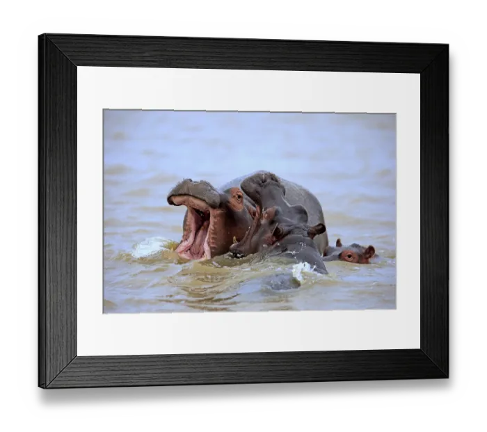 Framed Print : HHippopotamuses (Hippopatamus amphibius)