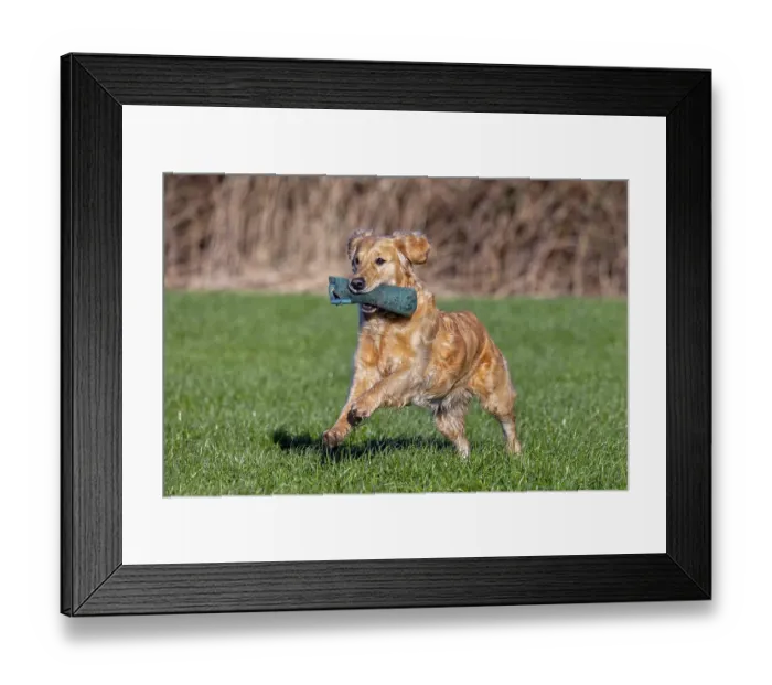 Framed Print : Golden retriever, gun dog running and fetching training dummy in field