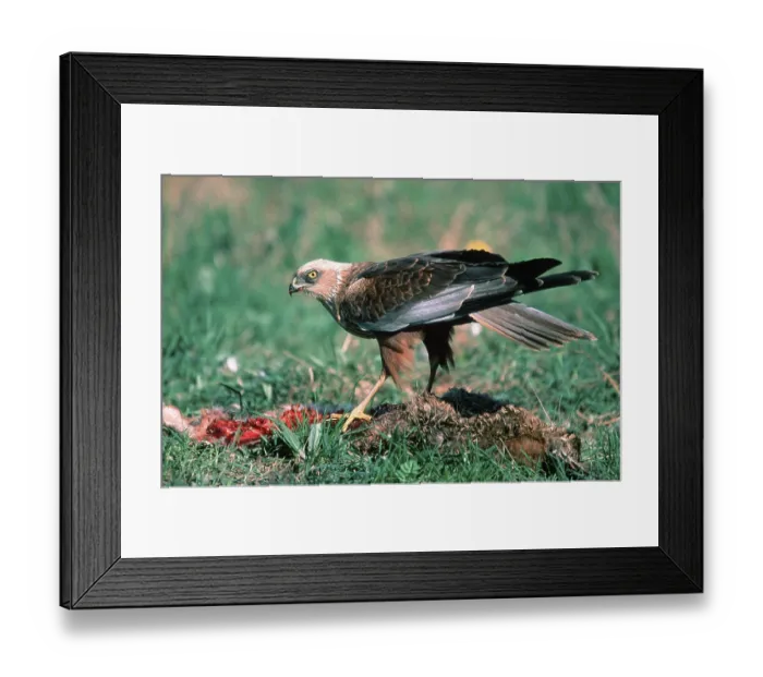 Framed Print : Western marsh-harrier (Circus aeruginosus)