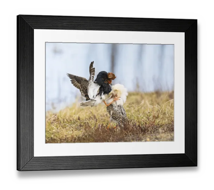 Framed Print : Ruff (Calidris pugnax) two males in breeding plumage at lek Framed Print : Ruff (Calidris pugnax) two males in breeding plumage at lek