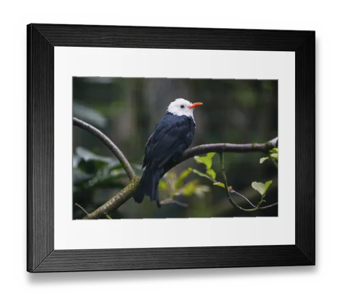 Framed Print : White-head Black Bulbul (Hypsipetes leucocephalus) Framed Print : White-head Black Bulbul (Hypsipetes leucocephalus)
