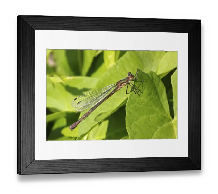 Framed Print : Female Emerald Damselfly (Lestes sponsa)