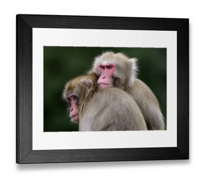 Framed Print : Japanese macaque (Macaca fuscata)