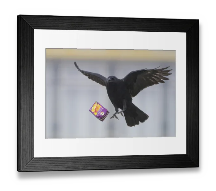 Framed Print : A carrion crow (Corvus corone) Framed Print : A carrion crow (Corvus corone)