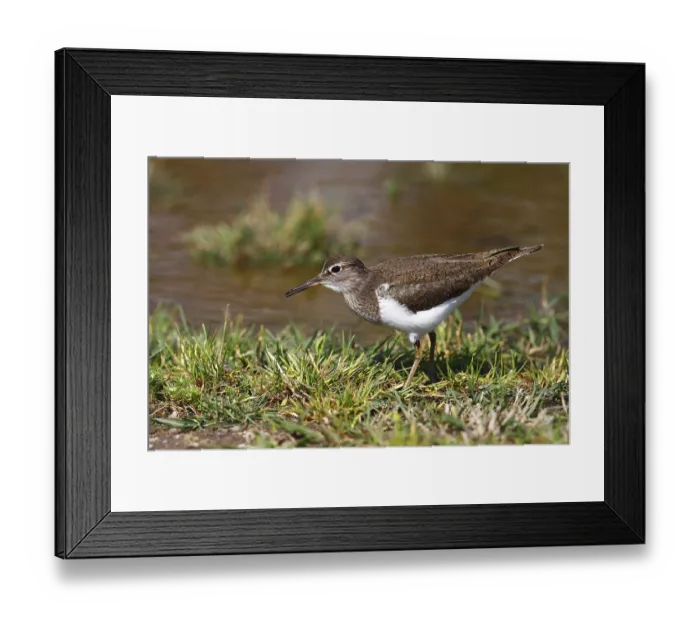 Framed Print : Commom Sandpiper (Actitis hypoleucos) searching for food on the water's edge