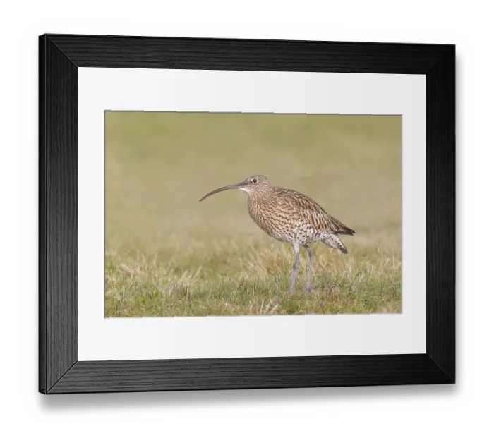 Framed Print : Eurasian curlew (Numenius arquata) standing in a meadow