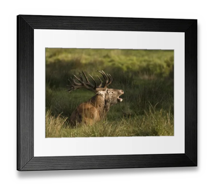 Framed Print : Red Deer (Cervus elaphus), deer rut, enclosure