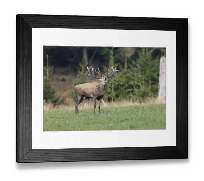 Framed Print : Red deer (Cervus elaphus) during the rutting season