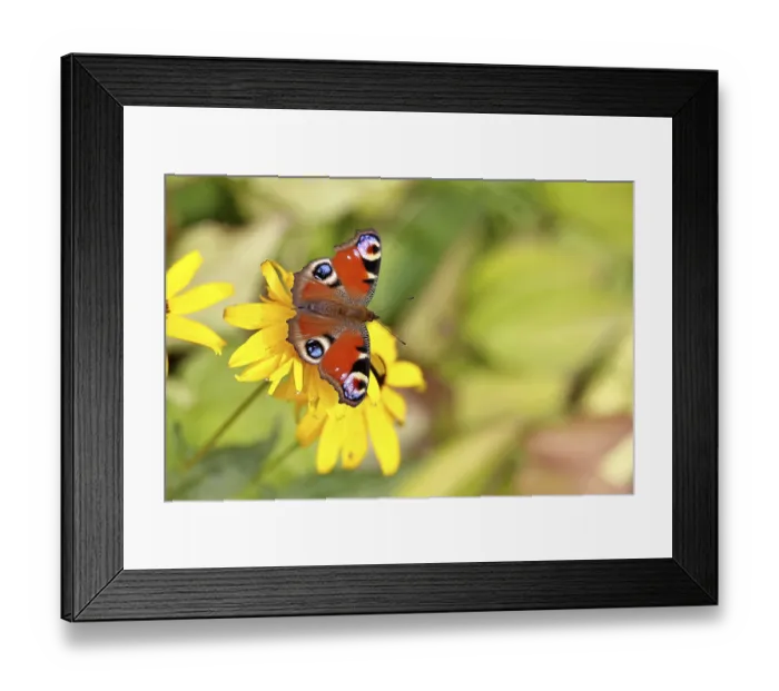 Framed Print : A peacock butterfly (Inachis io) on a yellow coneflower (Echinacea paradoxa)